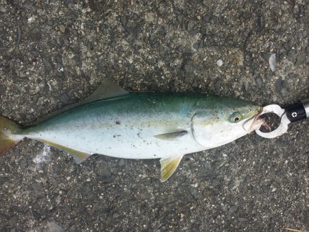 なんとか一匹GETしました！！